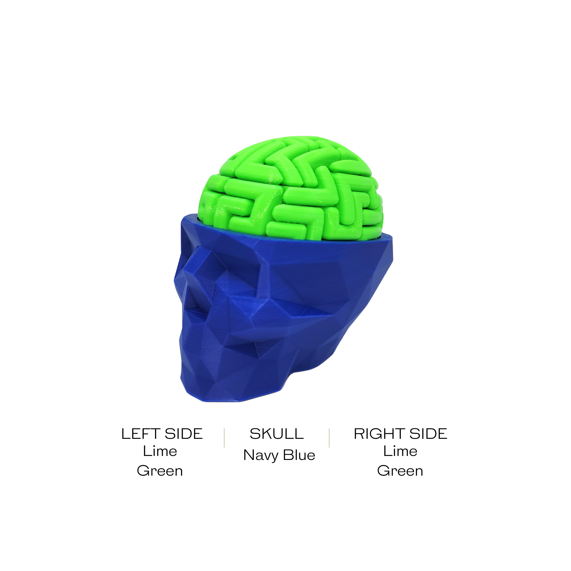 3D Brain Puzzle / 3D 🧠 Puzzle 28 Left Brain Pieces & 28 Right